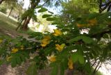 Caragana arborescens