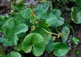 Caltha palustris