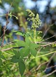 Humulopsis scandens