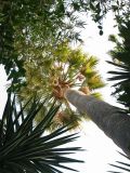 Washingtonia filifera. Ствол и крона среди окружающих деревьев. Испания, Канарские о-ва, Тенерифе, ботанический сад в Пуэрто-де-ла-Крус, в культуре. 6 марта 2008 г.
