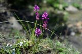 genus Polygala