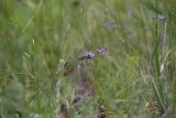 Polygala tenuifolia