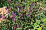 Salvia verticillata