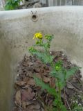 Senecio vernalis