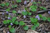 Viola palustris