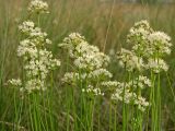 Allium flavescens. Верхушки растений с соцветиями. Украина, Донецкая обл., Волновахский р-н, южнее пос. Андреевка, каменистый склон в долине р. Берестовая. 11.07.2010.