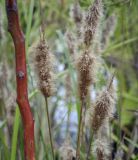 Polypogon monspeliensis. Верхушки плодоносящих побегов. Москва, Воробьёвы горы, Ботанический сад МГУ, пруд, в культуре. 01.09.2021.