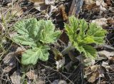 Heracleum sosnowskyi