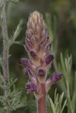 Orobanche pubescens