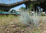 Ephedra equisetina