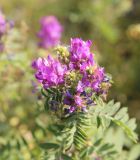 Astragalus davuricus. Соцветие. Республика Алтай, Улаганский р-н, склон Чулышманского нагорья со стороны устья р. Карасу, окр. ур. Ак-Курум. 8 августа 2020 г.