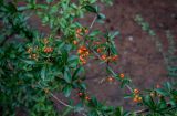 Pyracantha coccinea. Верхушки ветвей с соплодиями. Крым, Алупка, в культуре. 28.10.2021.