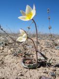 Tulipa salsola