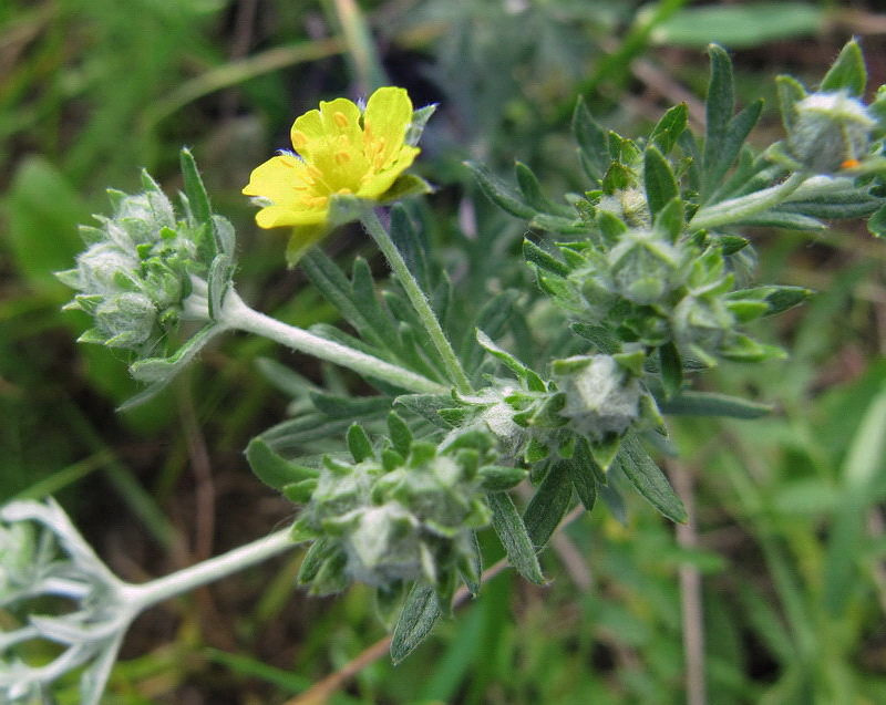 Изображение особи Potentilla argentea.