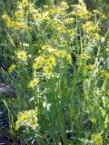 Senecio vernalis