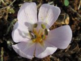 Colchicum triphyllum. Цветок (вид сверху). Крым, Севастополь, мыс Кая-Баш. 21 января 2011 г.