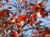 Crataegus dahurica. Часть плодоносящей ветки с листьями осенней окраски. Магаданская обл., г. Магадан, мкр-н Снежная Долина, частное подворье. 26.09.2023.