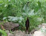 Arum elongatum. Цветущее растение. Крым, Карадагский заповедник, биостанция, дно лесной балки с ручьем, на краю отвала грунта, образовавшегося после недавнего ремонта дороги. 25 апреля 2024 г.