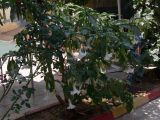 Brugmansia arborea. Цветущее растение на территории отеля. Турция, пров. Анталья, р-н Аланья, пос. Махмутлар. 05.07.2006.
