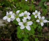 Saxifraga irrigua. Соцветие. Крым, горы между Приветным и Белогорском, Чёртовы ворота, в расщелинах камней. 12 мая 2011 г.