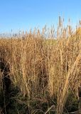 Typha angustifolia