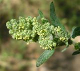 Chenopodium album