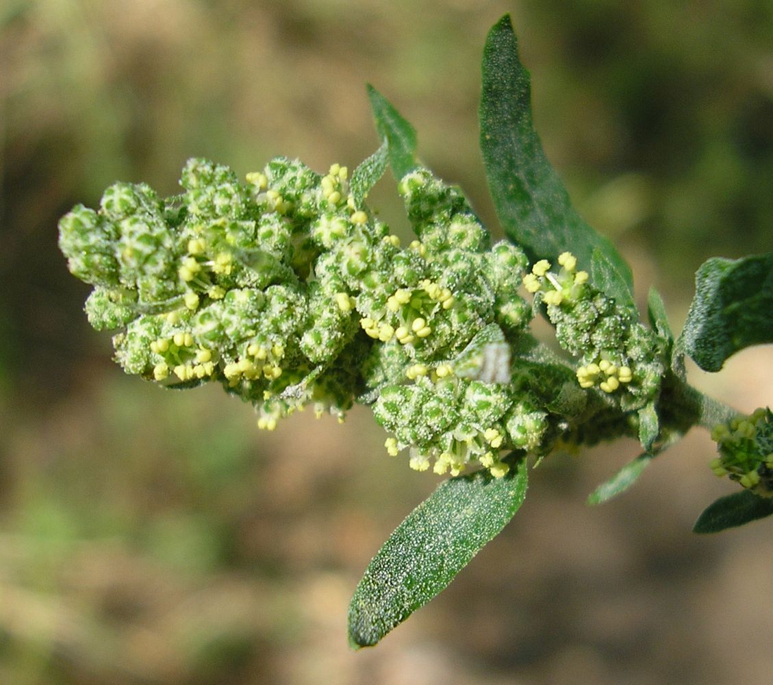 Изображение особи Chenopodium album.