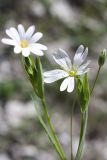 Stellaria holostea