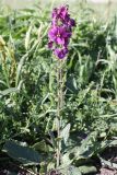 Verbascum phoeniceum