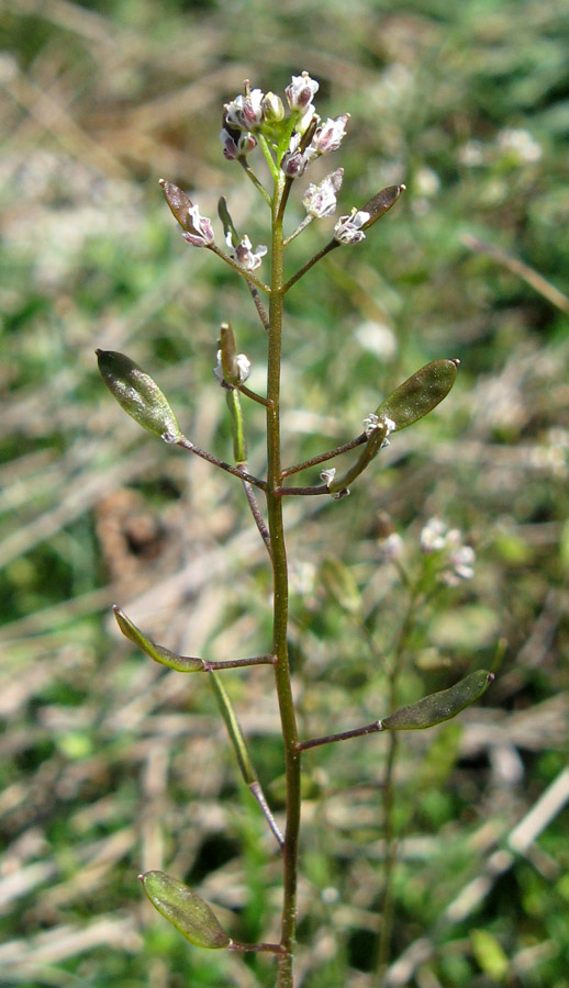 Изображение особи Draba muralis.