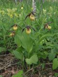 Cypripedium calceolus