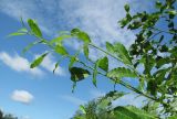 Salix caprea