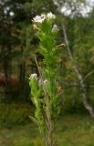 Euphrasia stricta