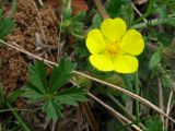 Potentilla heptaphylla. Цветок и лист. Украина, г. Запорожье, балка между Космическим мкрн. и Опытной станцией. 10.04.2010.