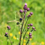 Cirsium setosum. Верхушка растения с нераспустившимися и распускающимися (вверху) соцветиями. Ростовская обл., Неклиновский р-н, Носовское с/п, балка Камышовая. 10.06.2013.