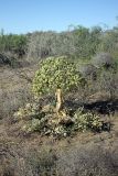 Ferula foetida