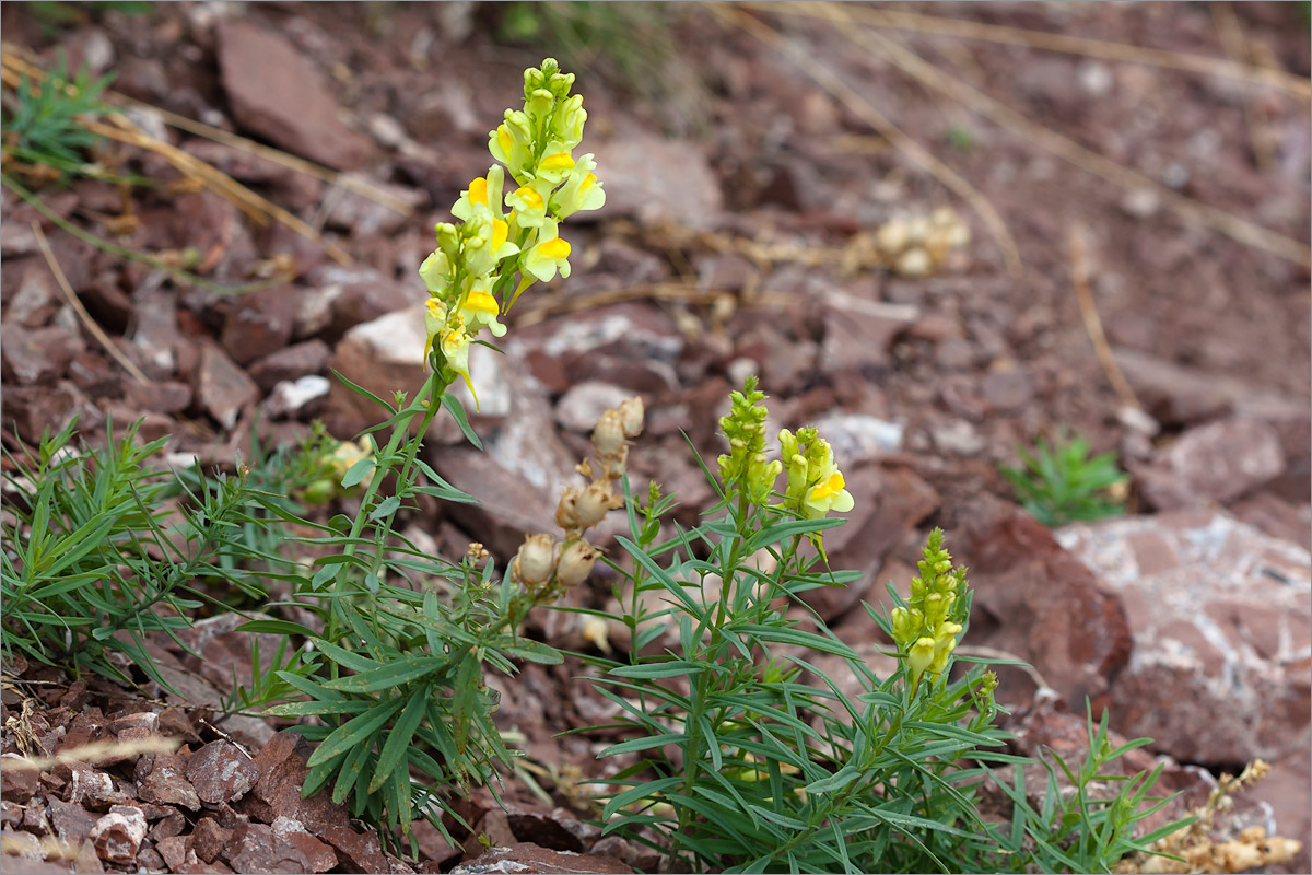 Изображение особи Linaria vulgaris.