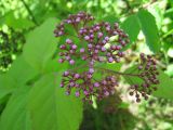 Spiraea japonica