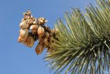 Yucca brevifolia