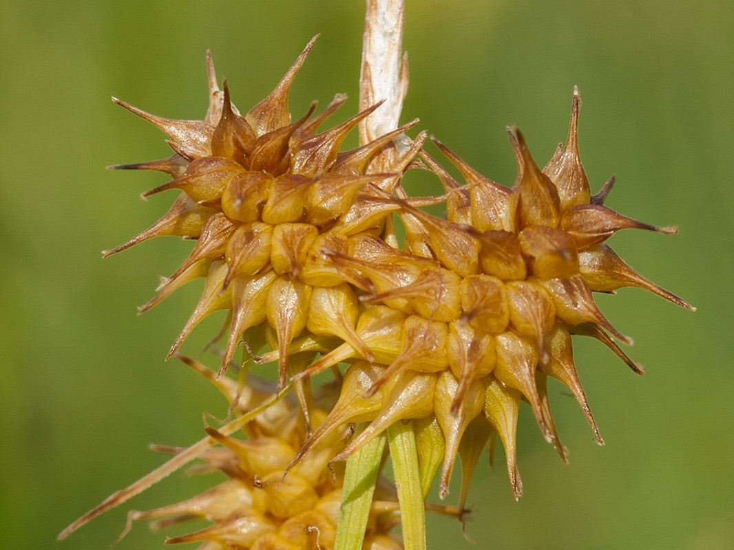 Изображение особи Carex flava.