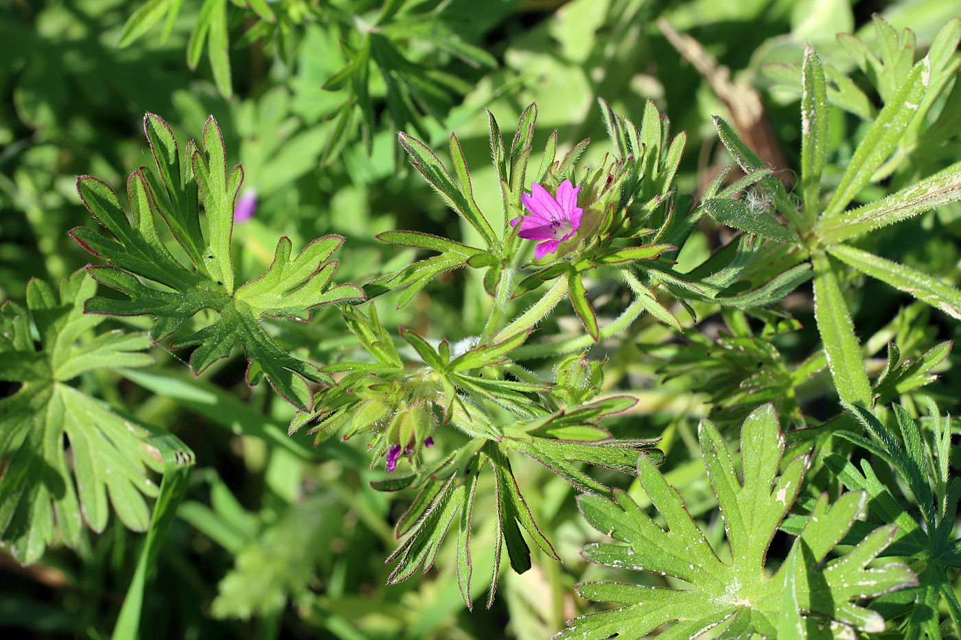 Изображение особи Geranium dissectum.