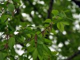 Carpinus betulus. Верхушка ветви с соцветиями. Краснодарский край, пос. Мезмай, опушка смешанного леса. 01.05.2014.