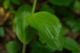 Cephalanthera damasonium. Нижние листья. Молдова, Оргеевский р-н, окр. с. Ватич, грабовый лес. 27.05.2014.