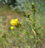 Hypericum elegans. Верхушка растения с соцветиями. Краснодарский край, Кущёвский р-н, станица Шкуринская, на старой железнодорожной насыпи. 04.07.2009.