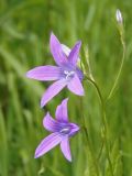 Campanula patula