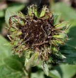 Inula hirta