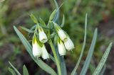 Onosma simplicissima