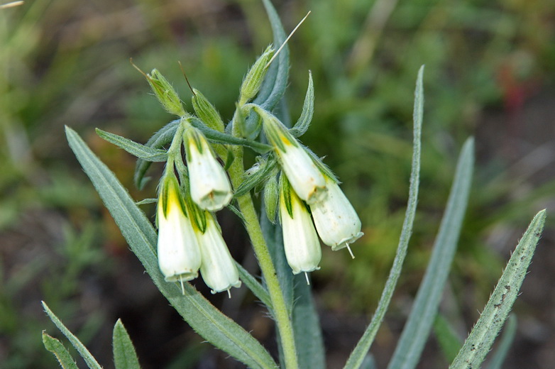 Изображение особи Onosma simplicissima.