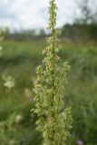 Rumex sylvestris. Верхушка соцветия. Ленинградская обл., Волосовский р-н, сырой осоковый луг. 19.07.2014.