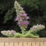 Mentha longifolia. Верхушка побега с соцветиями. Краснодарский край, Абинский р-н, окр. станицы Эриванская, берег р. Абин. 05.07.2015.